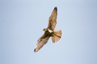 /album/aves-em-movimento/a50840012-jpg/