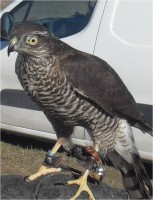 /album/aves-em-movimento/gavi%c3%a3o-jpg/