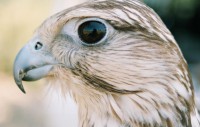 /album/aves-em-movimento/sacre-jpg/