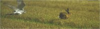 /album/aves-em-movimento/imagem13-jpg/