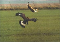 /album/aves-em-movimento/imagem14-jpg/