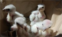 /album/aves-em-movimento/imagem3-jpg/