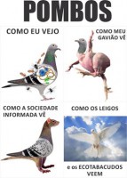 /album/aves-em-movimento/a487341-4255139140256-1264954929-n-jpg/