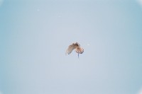/album/aves-em-movimento/qd0031004-jpg/