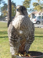 /album/aves-em-movimento/sdc10843-jpg/