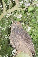 /album/aves-em-movimento/qd0031001-jpg/