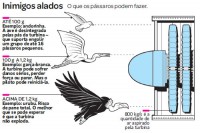 /album/aves-em-movimento/inimigos-alados-jpg/